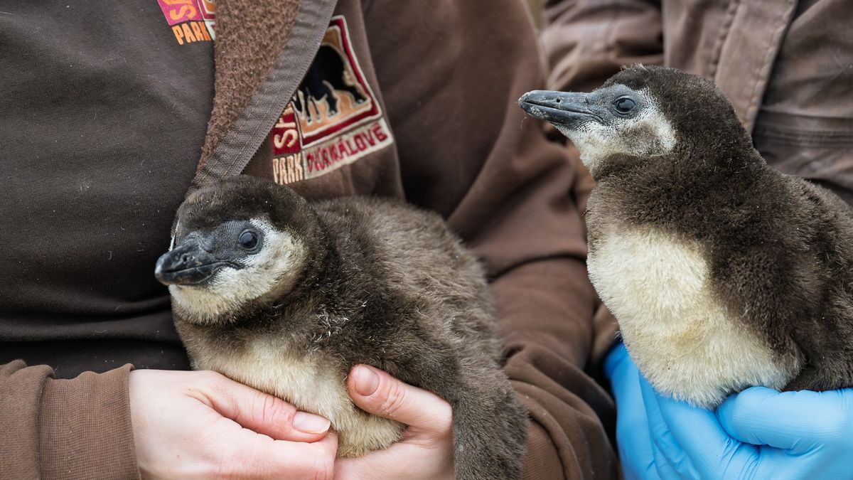 Nečekaný zvrat. Tučňák opustil partnera a s novou družkou odchoval dvojčata